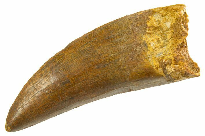 Serrated Carcharodontosaurus Tooth - Giant Dinosaur Tooth #336078